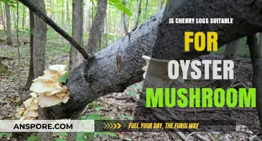 Cherry Logs for Oyster Mushrooms: A Suitable Substrate Choice?
