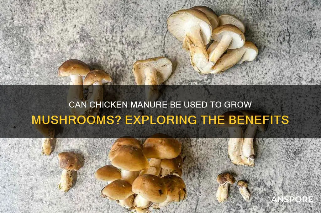 is chicken manure used to grow mushrooms