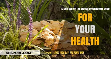 Chicken of the Woods Mushrooms: Health Benefits and Nutritional Value