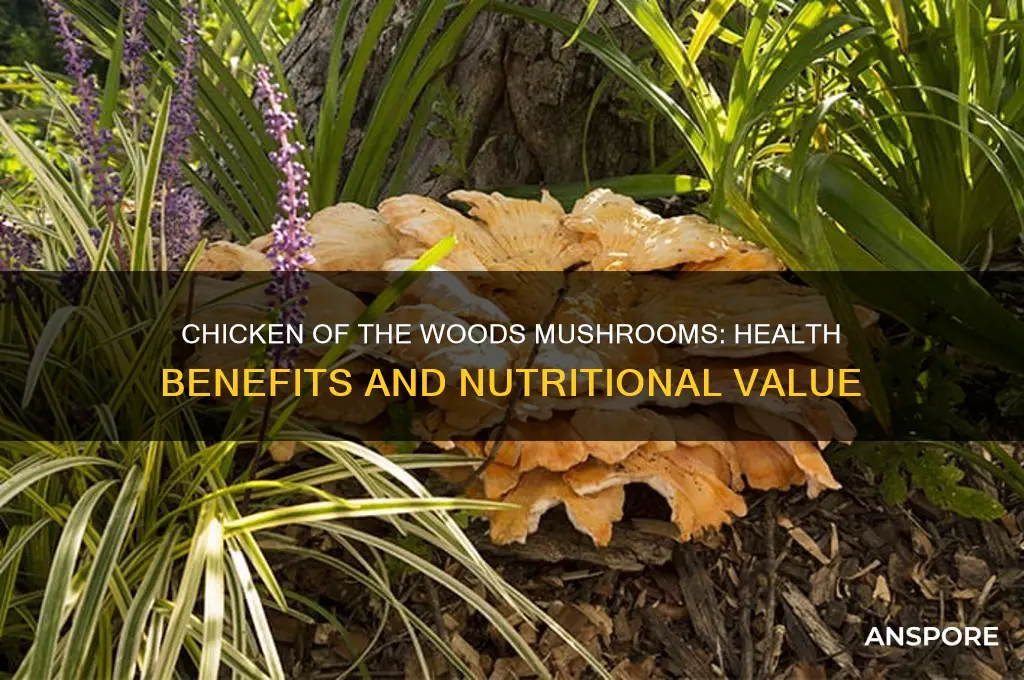 is chicken of the woods mushrooms good for your health