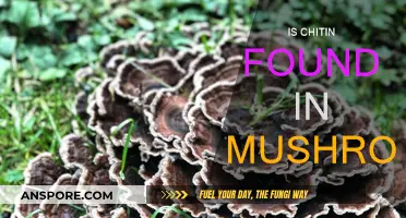 Chitin in Mushrooms: What's the Truth?