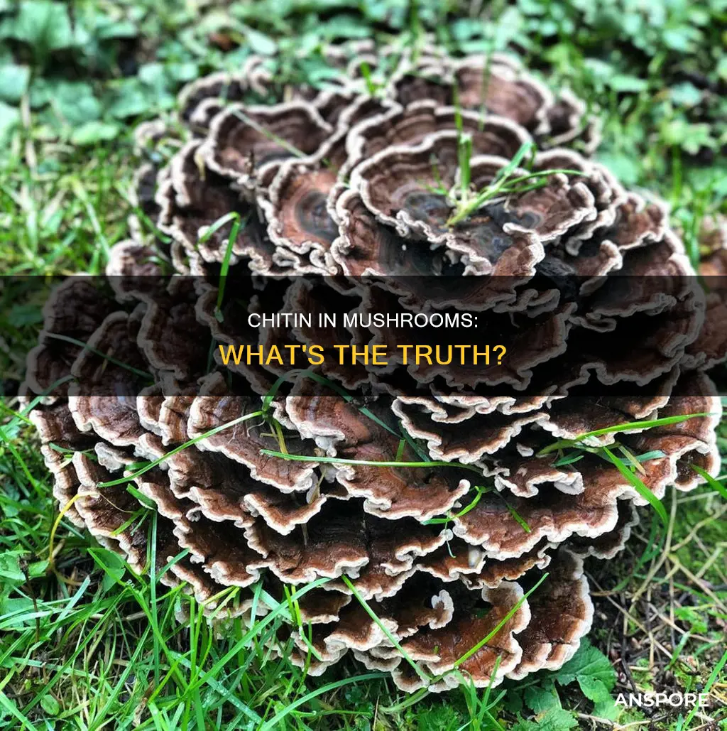 is chitin found in mushrooms