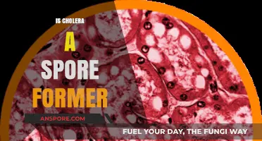 Cholera's Survival Tactics: Does Vibrio Cholerae Form Spores?