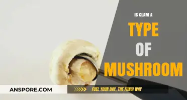 Are Clams Mushrooms? Debunking the Seafood vs. Fungus Myth