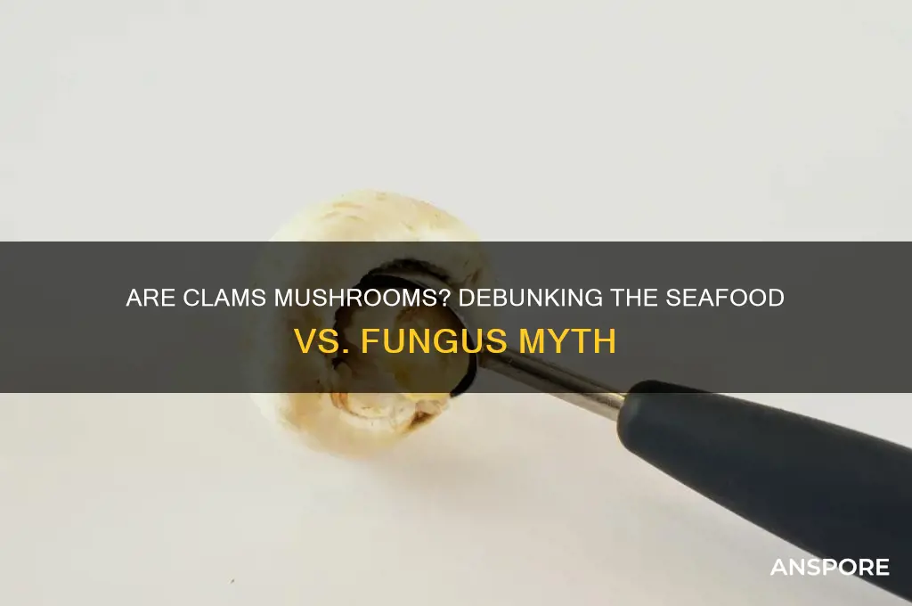 is clam a type of mushroom
