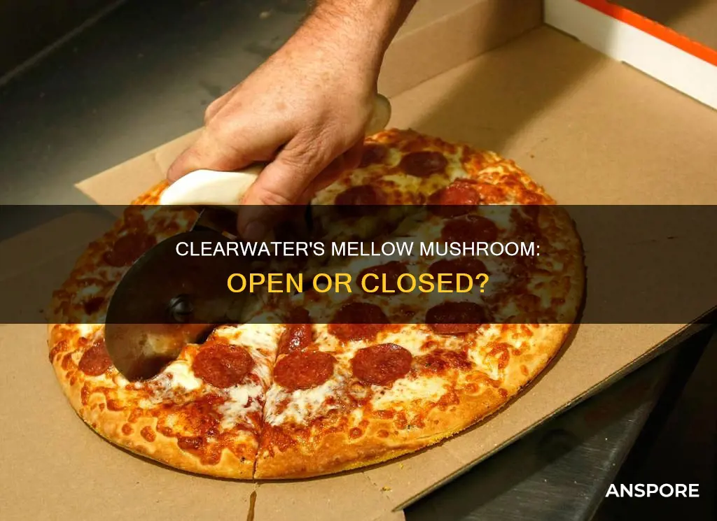 is clearwater mellow mushroom open