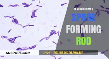 Understanding Clostridium: The Spore-Forming Rod and Its Significance
