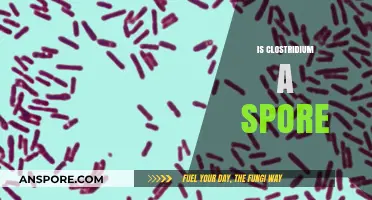 Is Clostridium a Spore? Unraveling the Truth Behind This Bacterium
