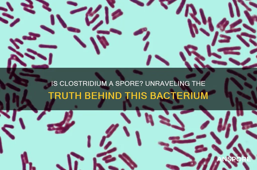 is clostridium a spore