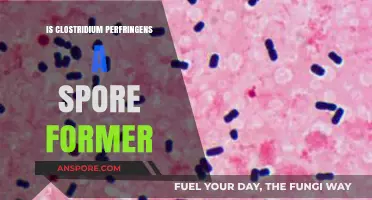 Clostridium Perfringens: Understanding Its Spore-Forming Capabilities and Risks