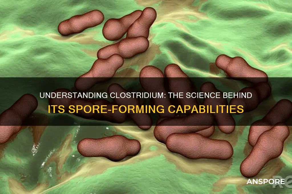 is clostridium spore forming
