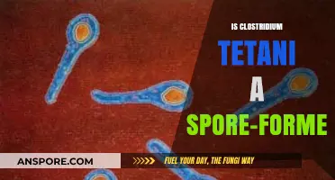 Clostridium Tetani: Understanding Its Spore-Forming Capabilities and Implications