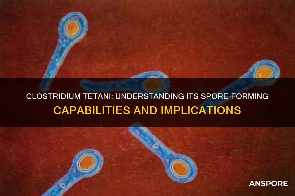 is clostridium tetani a spore-former
