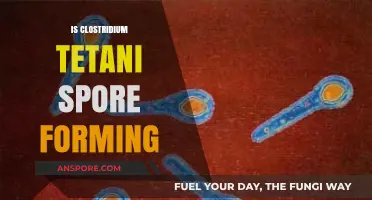Understanding Clostridium Tetani: Spore Formation and Its Impact on Health