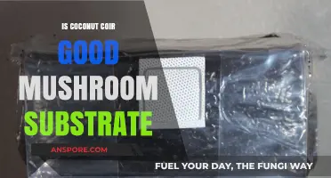 Coconut Coir as Mushroom Substrate: Benefits, Uses, and Effectiveness