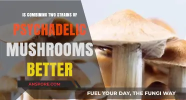Combining Psychedelic Mushroom Strains: Enhanced Experience or Risky Experiment?