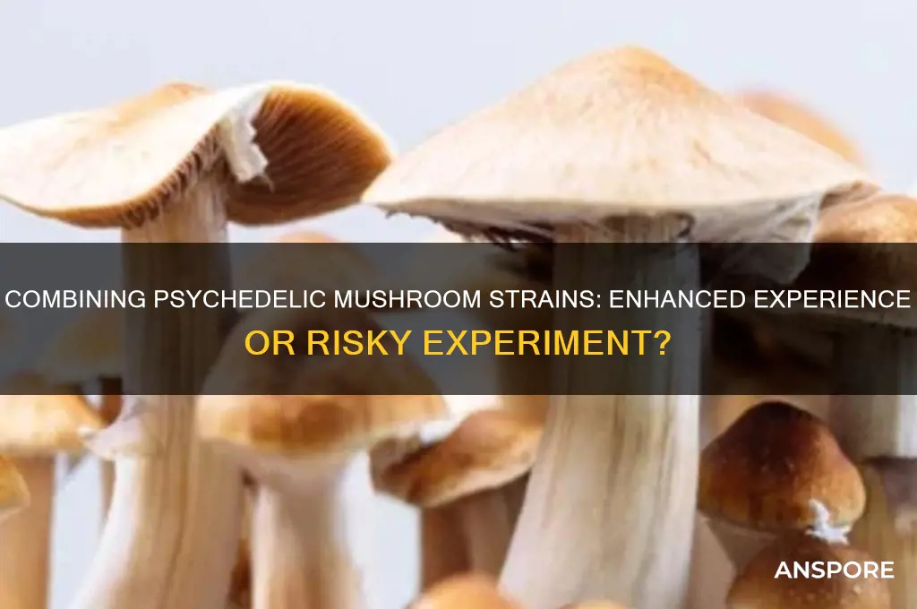 is combining two strains of psychadelic mushrooms better