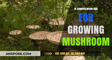 Conifer Wood for Mushroom Cultivation: Benefits, Risks, and Best Practices