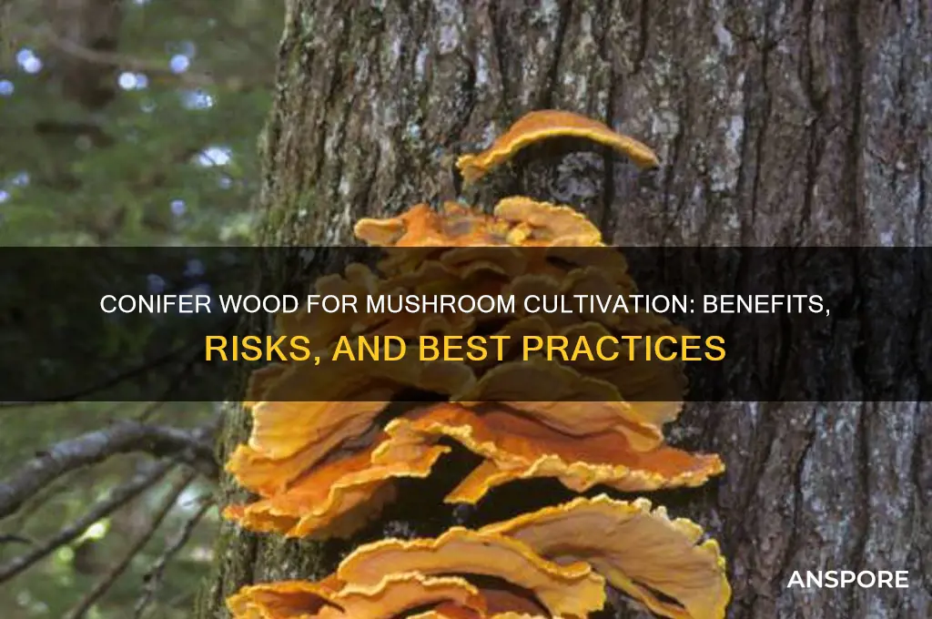 is conifer wood bad for growing mushrooms