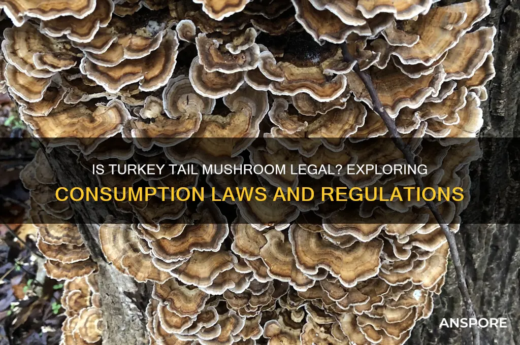is consuming turkey tail mushroom illegal