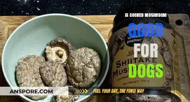 Can Dogs Eat Cooked Mushrooms? Safety and Benefits Explained