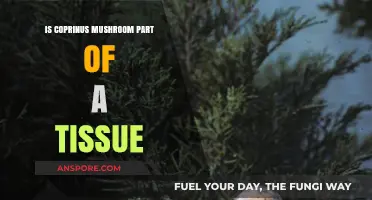 Coprinus Mushroom: Tissue Component or Standalone Fungal Structure?