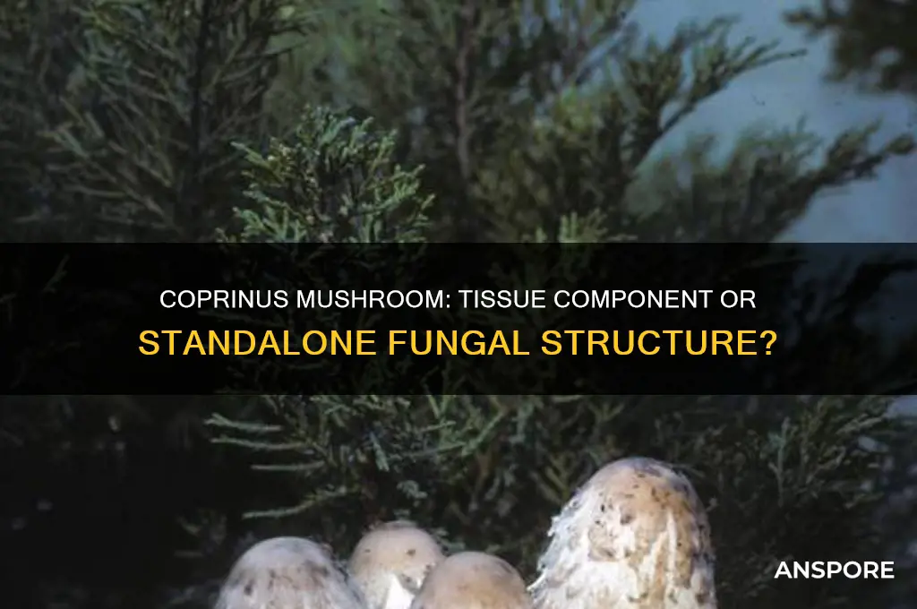 is coprinus mushroom part of a tissue