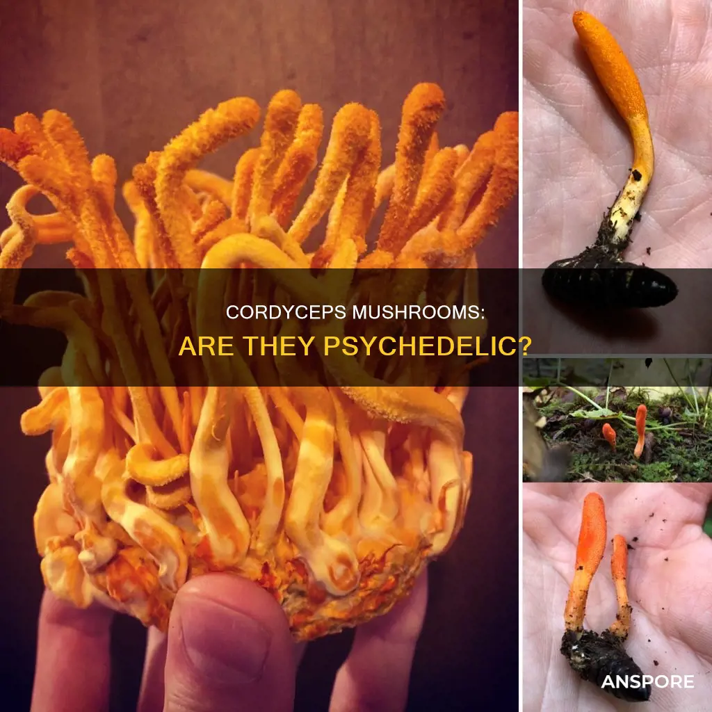 is cordyceps mushroom psychedelic