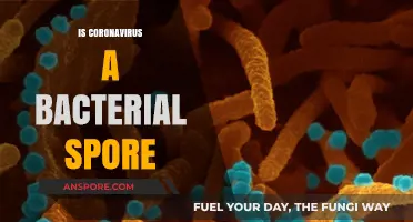 Is Coronavirus a Bacterial Spore? Unraveling the Viral vs. Bacterial Myth