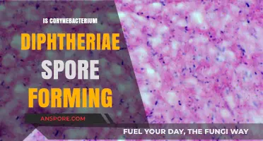Does Corynebacterium Diphtheriae Form Spores? Unraveling the Truth