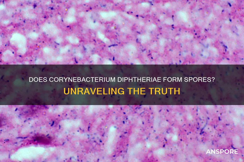 is corynebacterium diphtheriae spore forming