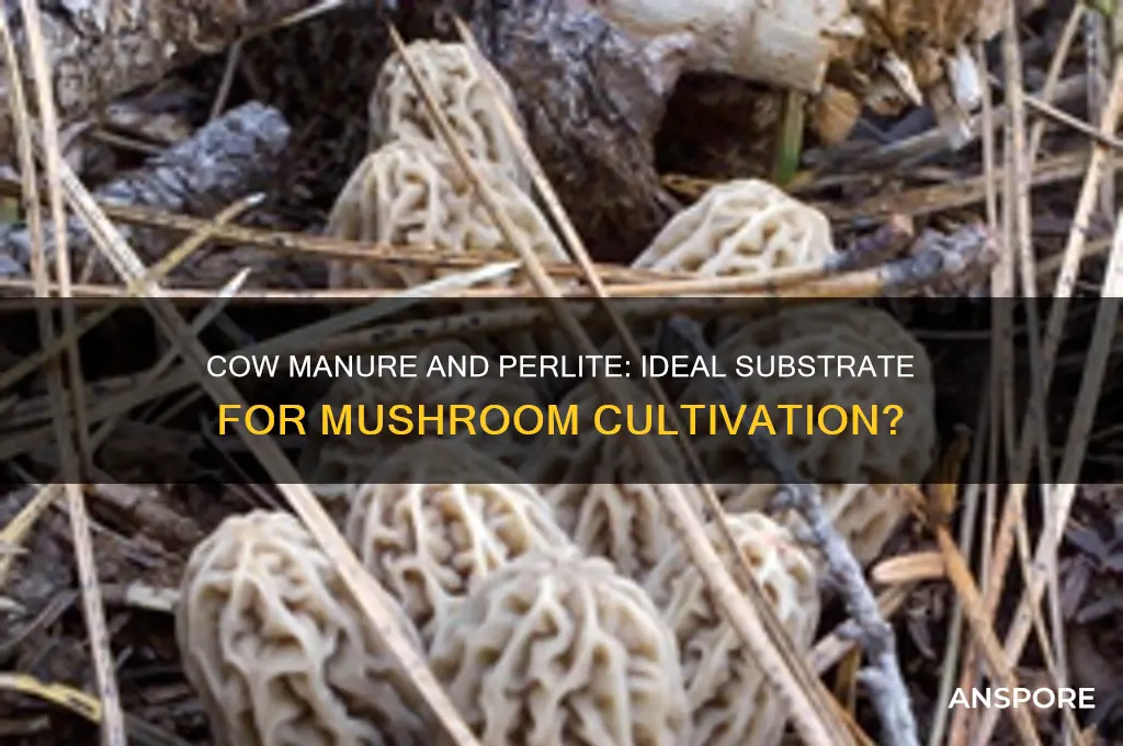 is cow manure and perlite a good substrate for mushrooms