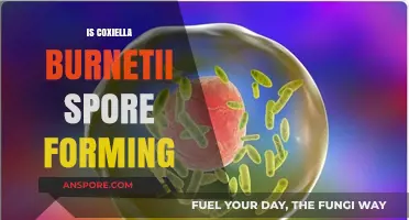 Does Coxiella Burnetii Form Spores? Unraveling the Mystery