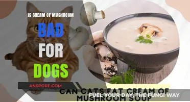 Is Cream of Mushroom Safe for Dogs? Risks and Facts