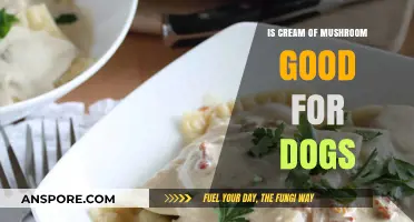 Can Dogs Eat Cream of Mushroom? Safety and Health Insights