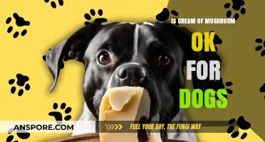 Can Dogs Eat Cream of Mushroom Soup? Safety Tips Revealed