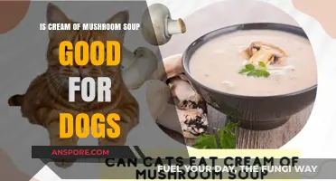 Can Dogs Eat Cream of Mushroom Soup? Safety Tips Revealed