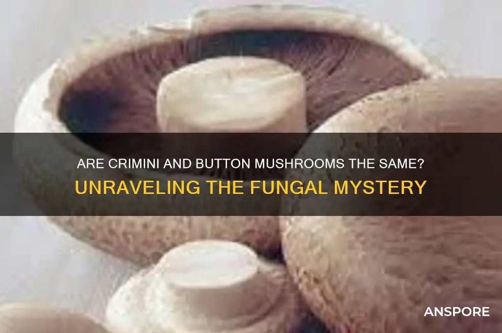 is crimini a button mushrooms the same