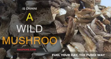 Wild Mushrooms: Crimini's Natural Habitat and Edibility
