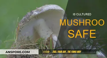 Are Cultured Mushrooms Safe to Eat?