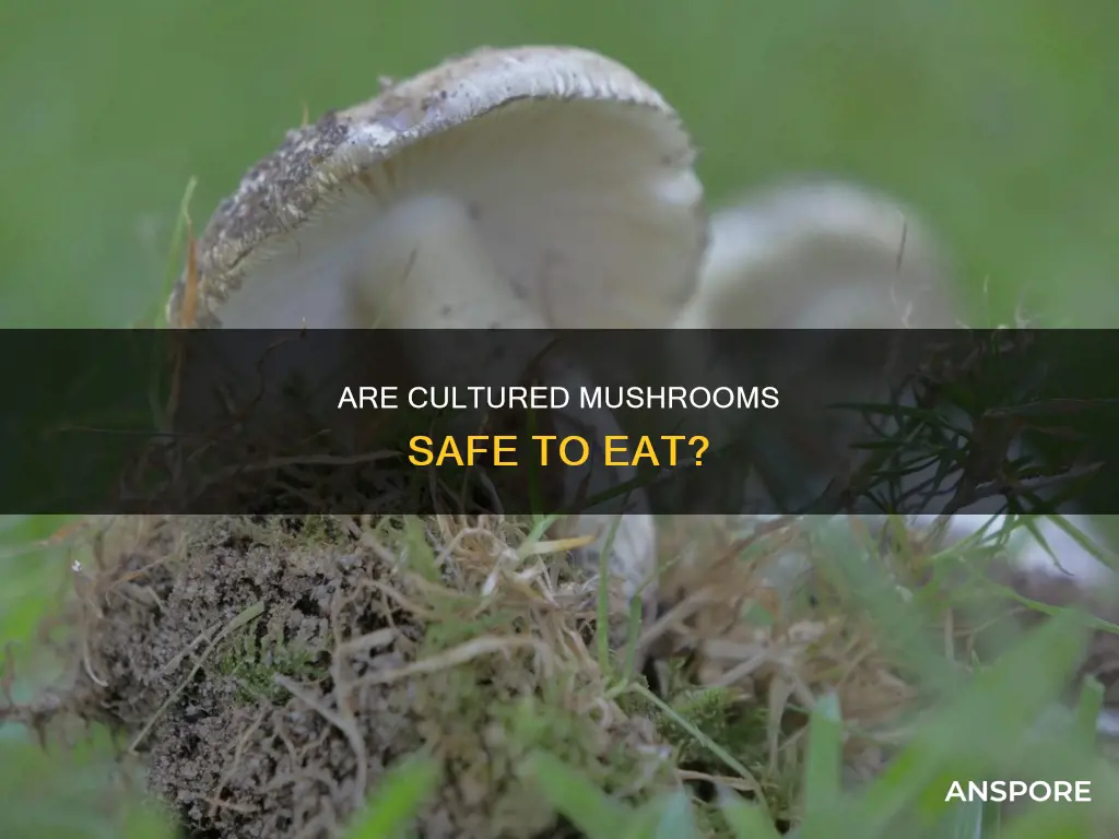is cultured mushroom safe