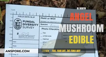 Is the Death Angel Mushroom Edible? Uncovering the Deadly Truth