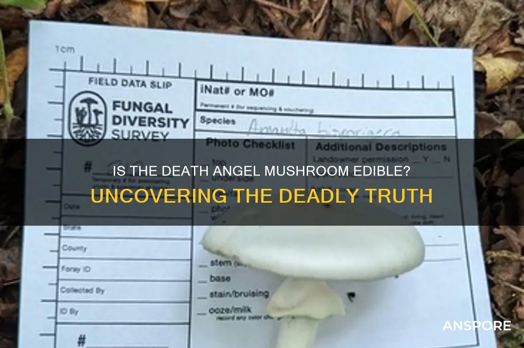 is death angel mushroom edible