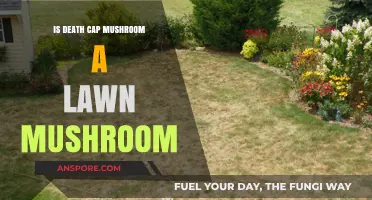 Is the Deadly Death Cap Mushroom Invading Your Lawn?