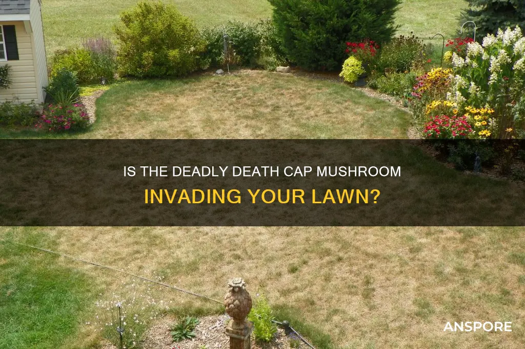 is death cap mushroom a lawn mushroom
