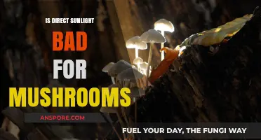 Is Direct Sunlight Harmful to Mushrooms? A Comprehensive Guide