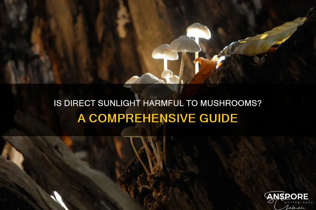 is direct sunlight bad for mushrooms