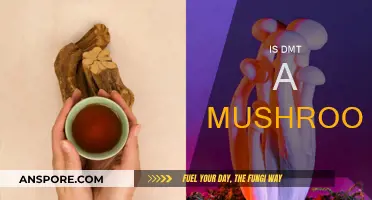 DMT and Mushrooms: A Natural Psychedelic Link