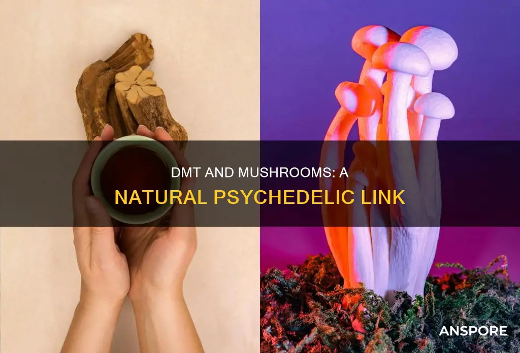 is dmt a mushroom