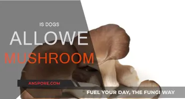 Can Dogs Eat Mushrooms?